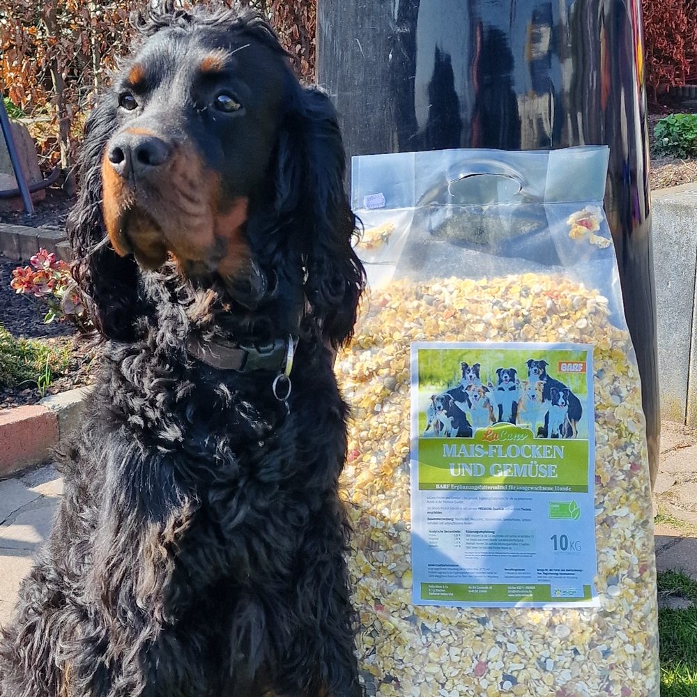 Gordon Setter Gemüseflocken für Hund Mais